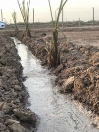 ارض زراعيه • ١ دونم • طابو زراعي سند25