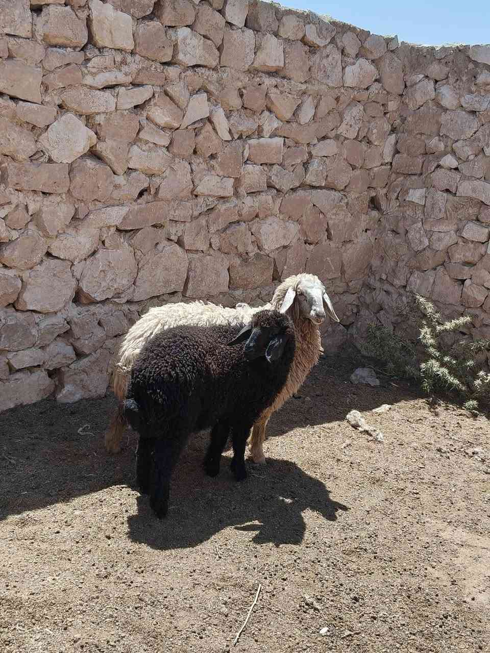 متاح فطايم حلوات واحد عشمه واحد سود خشنه وسمن حلال نضيف درجه أول فول مكفول وين جنايه عل حلال نضيف سعر خاص مكان بروانه سنجك يوجد توصيل حسب لاتفاق ***********
