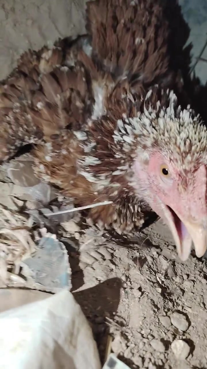 دجاجه هراتي دم صافي كاركه ب 40 لون مميز 😉


**إذا كنت صاحب هذا الإعلان وتريد حذفه لأي سبب، رجاءا أرسل رسالة إلى الدعم الفني**