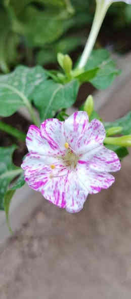 متاح لدينا بذورها بذور نبات ورد المساء الوان عطري دائمي سريع النمو أزهارها متنوعه الأوان لطلب والحجز واتساب *********** السماوه أو مراسلة الصفحه يوجد خدمة توصيل طلبات داخل السماوه ولكافة المحافظات لباب البيت أنواع البذور الاستوائية النادره
