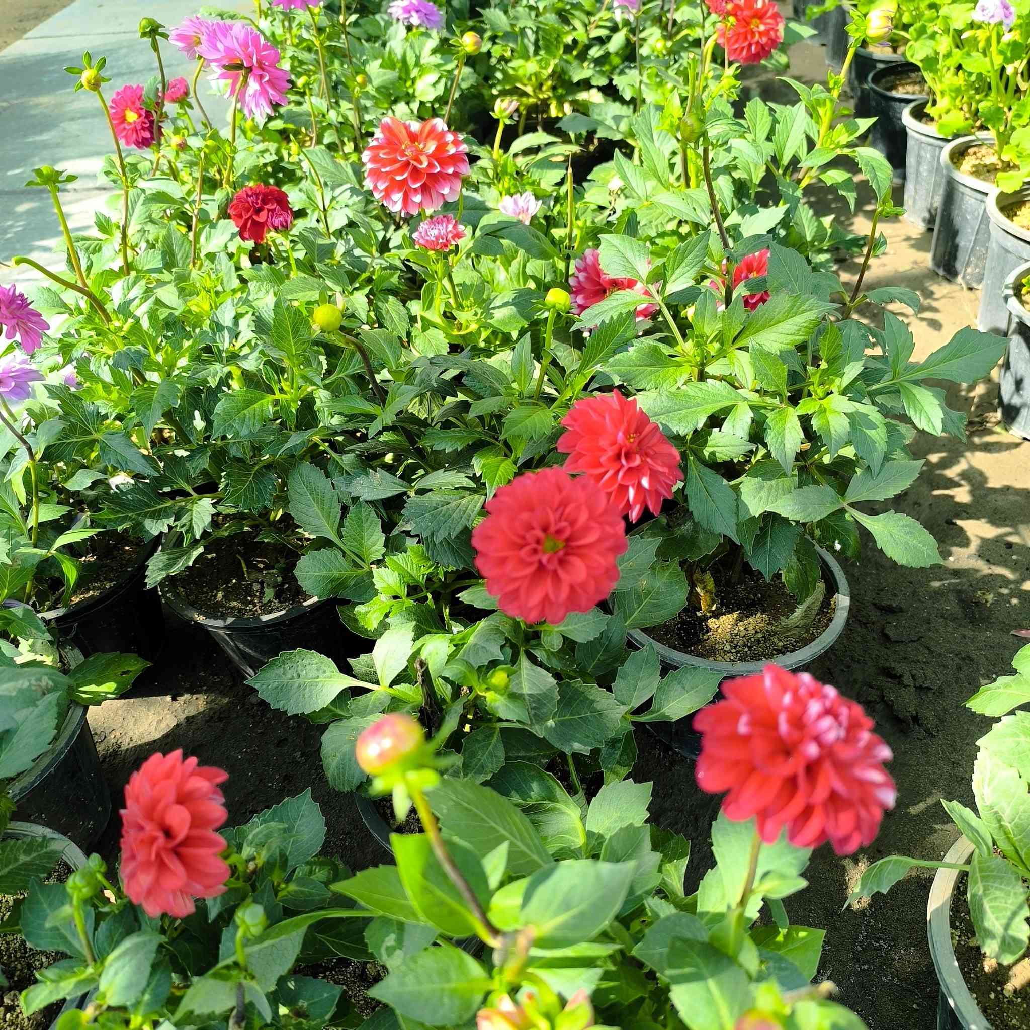 السلام عليكم ..
رمضان كريم عليكم .🙏🏼🙏🏼. وجمعه مباركه عليكم ...
وصول وجبه جديده من الورد والفواكه والزينه
تفاح شرابي 🍏
تفاح ابراهيمي 
عنب حجم كبير حلواني 
مشمش مطعم حجم كبير 
اللو شرابي 
اللو اصفر 
خوخ 
برتقال عراقي عدت احجام  كبير سندانه اوسط وصغير 
ليمون صيني 
ليمون عراقي 
رارنج عراقي حجمين 
اكاسيا مصريه حجمين 
اكاسيا افريقيه 
زيتون  حجمين 
تكي عراقي 
تكي هندي 
تكي كندي 
جوري مستورد 
روز 
فراوله حجم كبير 
...........
ظليات 
كارتون 
لبلاب عمودي 
دراسينيا 
اجلونيما 
كراسولا تعليك 
سجاد تعليك 
عصى موسى حجمين 
ورود موسميه 🌻🌼🍁🌾🥀🌹
انواع البتموس 
تشكيلة من السنادين ..البلاستك والسيراميك 
لتواصل مراسلة الصفحه او واتساب 
***********
***********
الناصريه ..قلعة سكر الحي العسكري قرب الملعب
