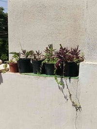 ٤ سنادبن • كبيرة