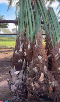 يوجد فسايل تبرزل للبيع مكاني. العلم  سعر الفسيل ٥٠ الف اتصل وبيك خير و...