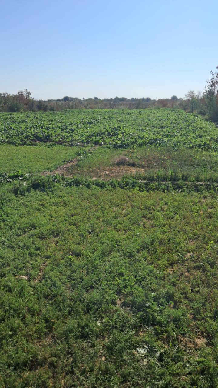 السلام عليكم 
أرض زراعي ٢ دونم مسيجه وبيها بير ماء وبيها رنبه اعلا من السده وبسعر مناسب ٢٧ وبيها مجال الأرض قريبه من معمل العلف الاتصال ***********
