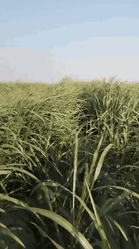 بذور بونيكام • علف اسباني • بروتين 25%