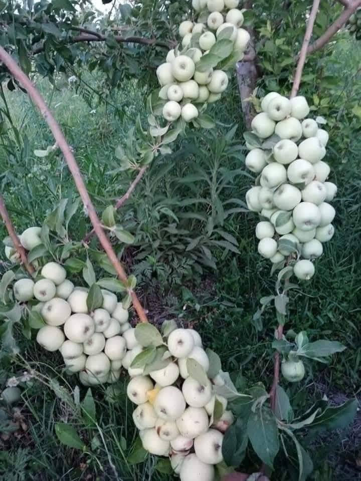 يتوفر لدينا شتلات تفاح ابراهيمي وشرابي و كاغدي
جميع الأصناف ملائمة أجوائنا وذو إنتاج وفير.
مطعم ومكفول وارتفاع مترين.
سعر الشتله ٣٥٠٠
كل ٣ ب١٠
للحجز والاستفسار الاتصال على الرقم *********** جاسم الخليفاوي العنوان الخالديه شارع العام مقابل بلديه الخالديه
