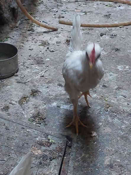 السلام عليكم 
متاح ديج ودجاجتين افراخ كبار السعر ٣٠ الف *********** شهداء البياع
