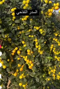 الشاميه • تطعيم سدر • مجانا