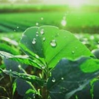 شارع نجف كربلاء • ٢٣ دونم • بئر جديد