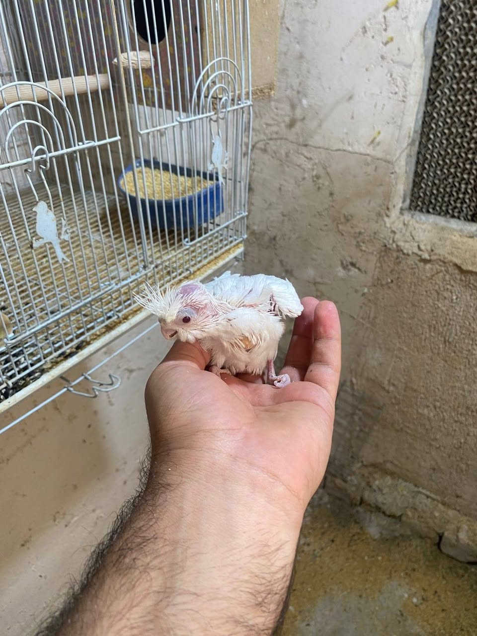 يالله متاح زوج كوكتيل البينو زق عيون حمر مكلف بنشر تصال فقط***********  عنوان مسيب
