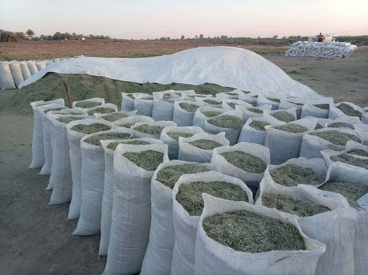 تبن جت درجة اولى العدد 400 كونيه السعر الزوج 11الف العنوان الديوانية صدر الدغاره الاستفسار الاتصال على 
***********
***********
