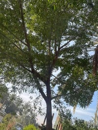 قطع أشجار • مجاني