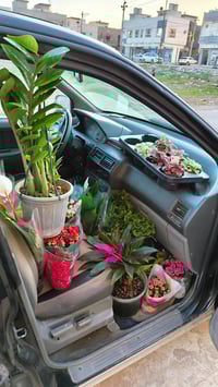 نباتات ظلية • نباتات منزلية • مستلزمات نباتات