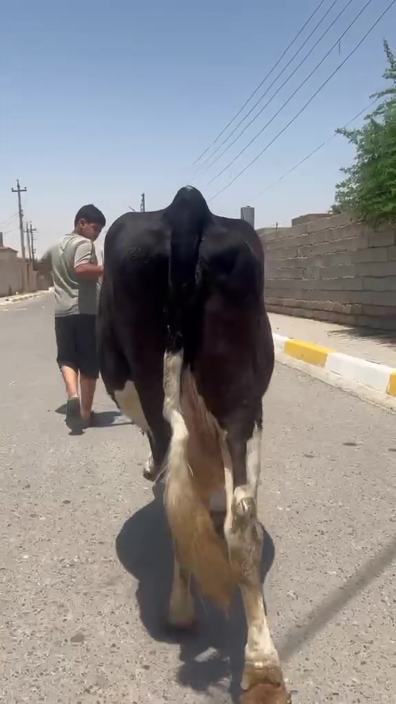 السلام عليكم ورحمة الله وبركاته بقره حاطه على ميلاد وره لولاد ع كل عيب شرط الحليب شرط الدسامه السعر خاص الاستفسار ع هاذه الرقم *********** ملاحضه يرهم مراوس بحلال موقع ناحية الزاب
