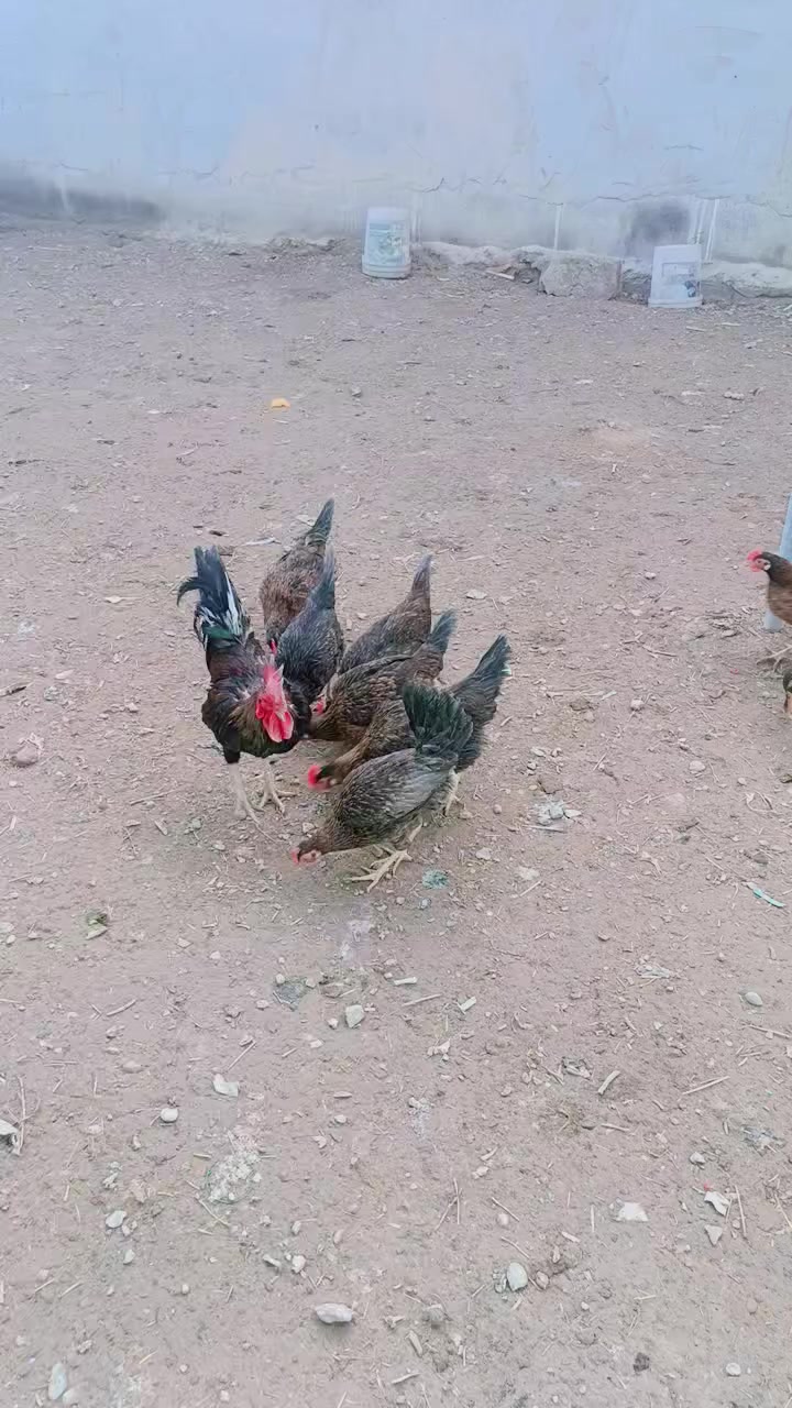 سلام عليكم
يتوفر بيض من هذا الحلال شرط الشد 
والماتشد يتعوض س ع ر طبقه 10
مدة الخزن 5ايام المكان قرنه شرش


**إذا كنت صاحب هذا الإعلان وتريد حذفه لأي سبب، رجاءا أرسل رسالة إلى الدعم الفني**