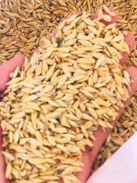 شعير • درجة أولى • نص طن
