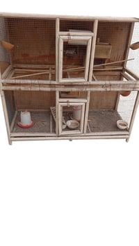 قفص • بي مجال • حي العصري