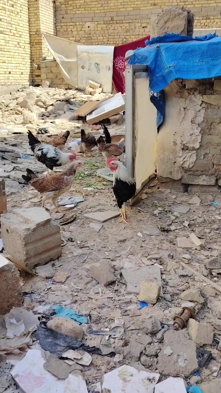 السلام عليكم سيت دجاج دندراوي ديك ودجاجتين للبيع إذا بس ديك موجود الشراي على الخاص او ***********
