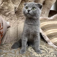 سكوتش فولد • قط سكوتش فولد • قطط أربيل • قط للبيع • قطة للبيع • حيوانا...