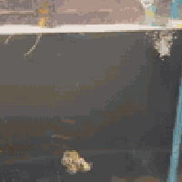 حوض سمك • الفلوجة • فيه مجال