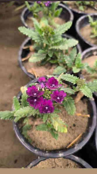 مينا + اليسيوم(شبكة)
متوفر داخل المشتل 

📍 زورونا في موقعنا:
مشتل الأوسكار – حي الحنانة – شارع نجف _ كوفة
(مقابل غرفة تجارة النجف و فريندز كافيه ومطعم شريف– مجاور متنزه الحنانة العائلي)

🕗 أوقات الدوام:
من 8:30 صباحاً إلى 8:00 مساءً

📞 للطلب والاستفسار:
*********** – ***********
(اتصال / واتساب / مراسلة عبر فيسبوك)
 متوفر دفع  زين  كاش ومتوفر ماستر  

🚗 يتوفر توصيل داخل النجف
موجودين في تطبيق توترز لبعض المواد الزراعية 

أهلاً وسهلاً بكم دائماً في مشتل الأوسكار 🌹🌹🌹
