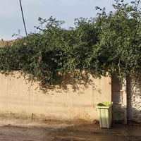 بيت زراعي • خنيطله الكراج • ١٦٠م