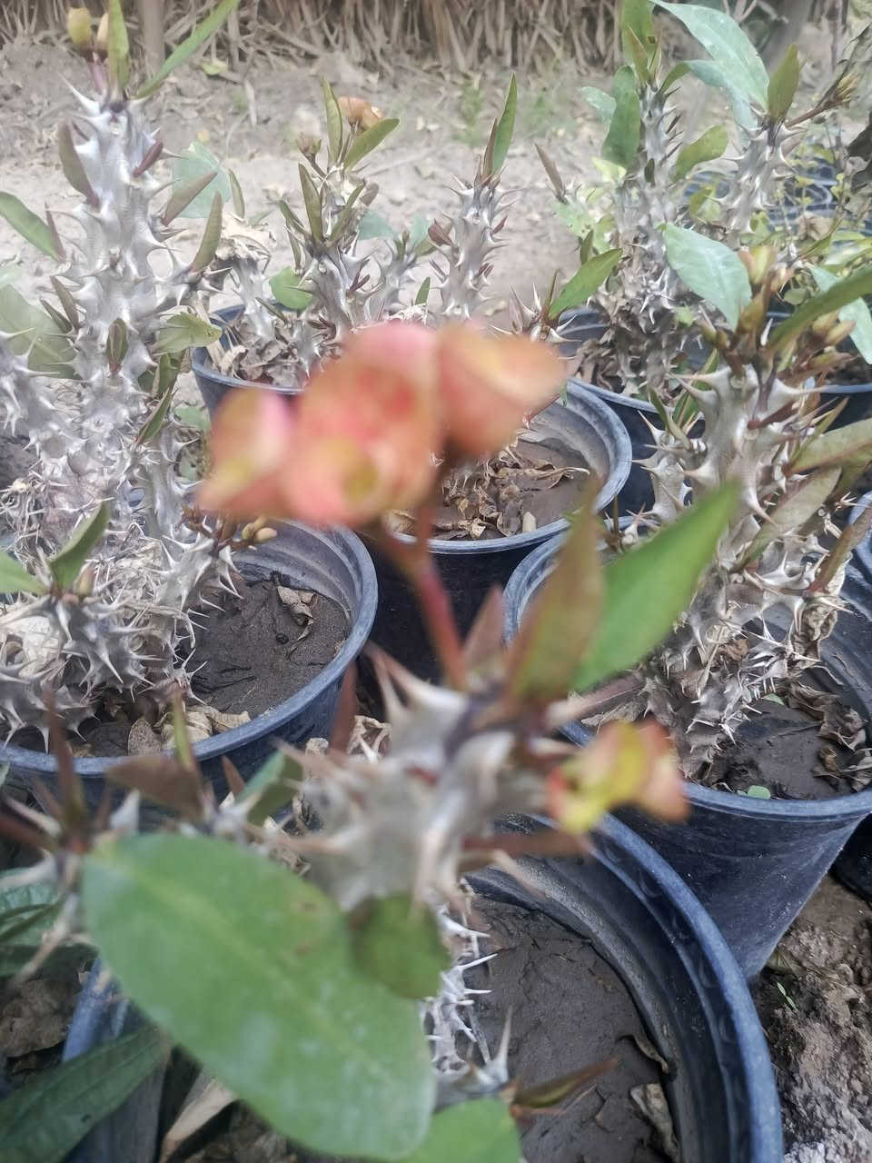 شوكة المسيح 
للحجز والطلب يرجى المراسلة 
توصيل فقط المسيب ____كربلاء __حله_بغداد


**إذا كنت صاحب هذا الإعلان وتريد حذفه لأي سبب، رجاءا أرسل رسالة إلى الدعم الفني**