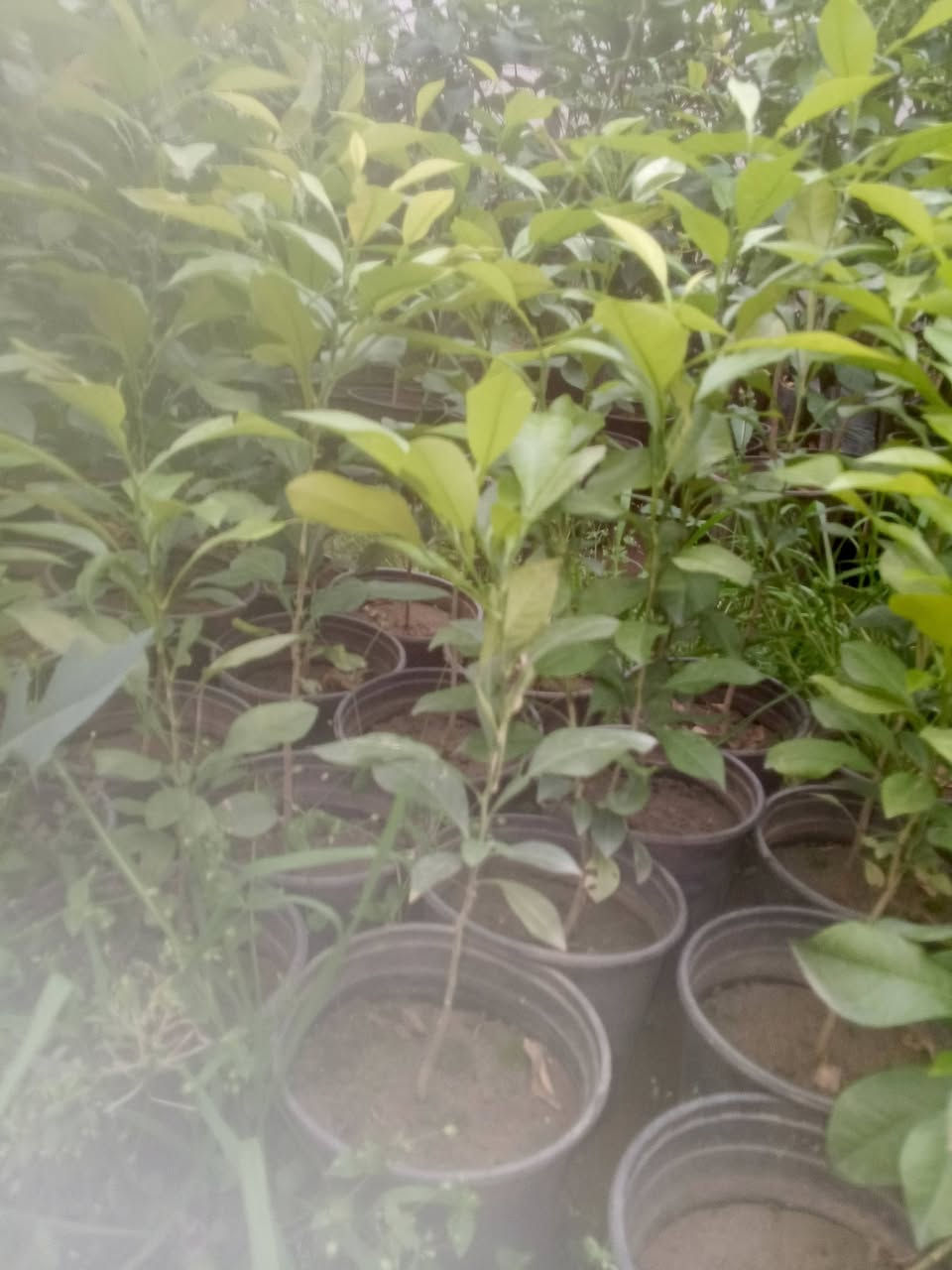 متاح شتل رارنج بسنادين مو جياس
طول متر بالفين اقل بالف ونص اقل بالف 

مكاني طارمية البغدادي يوجد كميات


**إذا كنت صاحب هذا الإعلان وتريد حذفه لأي سبب، رجاءا أرسل رسالة إلى الدعم الفني**