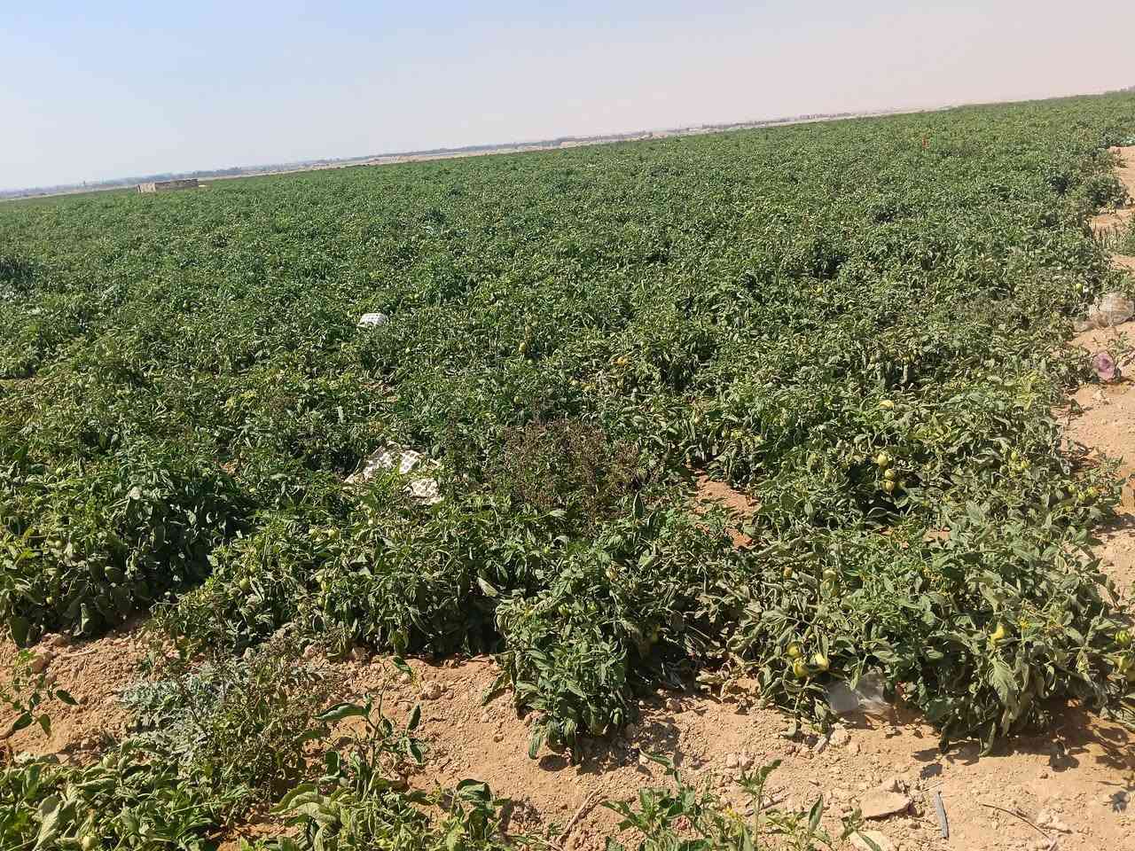 💥 فرصة ذهبية للاستثمار الزراعي الحقيقي! 💥
امتلك دلوقتي 60 فدان أرض زراعية في موقع مميز داخل محافظة الإسكندرية 🌿 

✅ ملك بعقد رسمي+ كرت فلاح
✅ ري ارتوزي +بحاري 
✅ أرض خصبة تزرع جميع أنواع المحاصيل 🌾
✅ مناسبة لكل أنواع الأشجار والمشروعات الزراعية 🌳
✅٠  صور الارض من أرض الواقع 100%

💰 فرصة قوية للمستثمرين أو اللي بيدوروا على توسع زراعي مضمون
🙏 ربنا يبارك لصاحب النصيب

📞 للتواصل: 01123299941
                   01282229724


**إذا كنت صاحب هذا الإعلان وتريد حذفه لأي سبب، رجاءا أرسل رسالة إلى الدعم الفني**