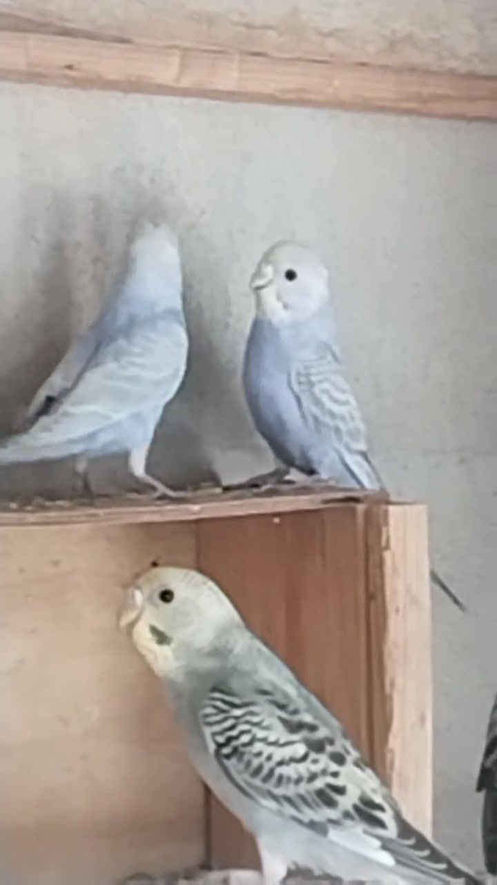 متاح ريمبو   وشكري برصاصي والبقية مثل ماواضح بلفيديو بيعه وحده سعر الزوج ١٥ الف وبين مجال شراي خاص مكان فلوجه


**إذا كنت صاحب هذا الإعلان وتريد حذفه لأي سبب، رجاءا أرسل رسالة إلى الدعم الفني**