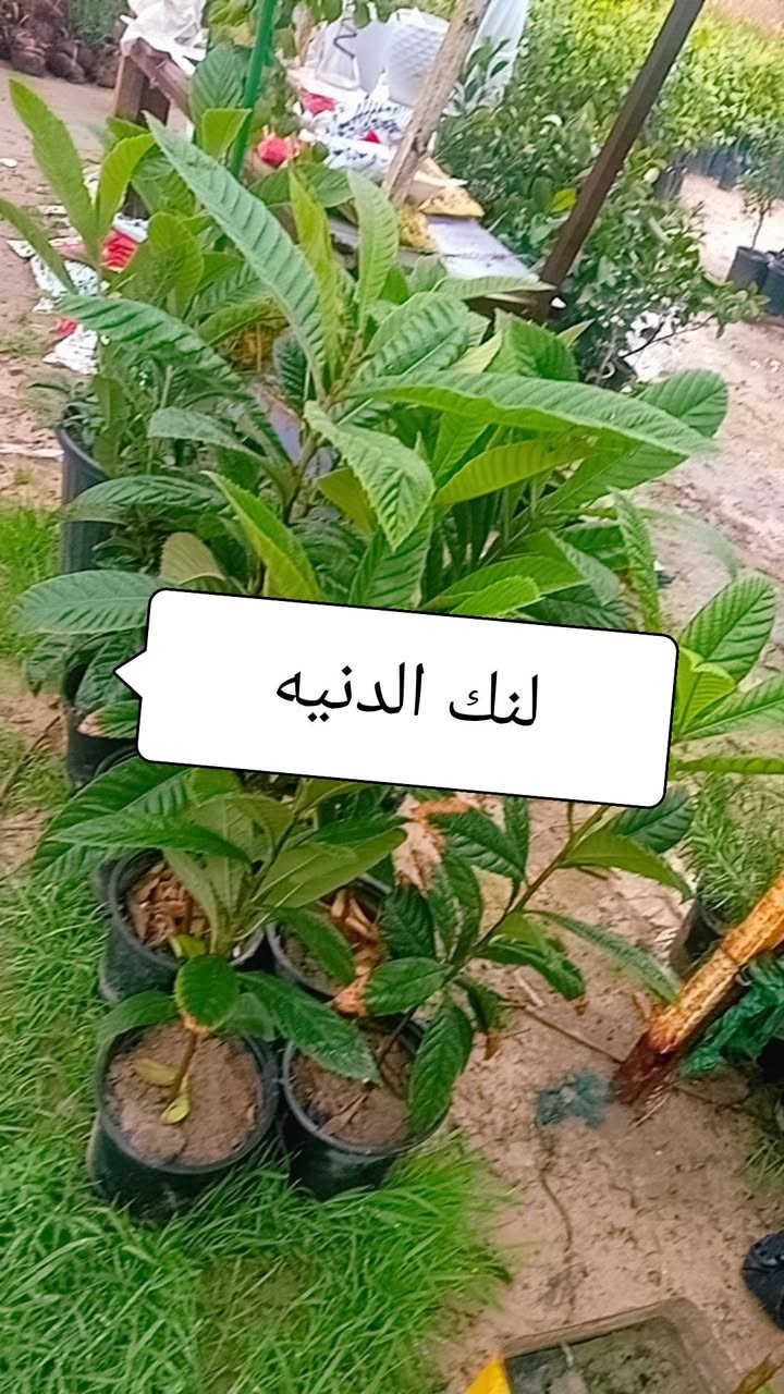 مشتل الزهراء لكافة انواع الاشجار المثمره والزينه وثيل بابل المسيب طريق ابوالجاسم ***********
***********

