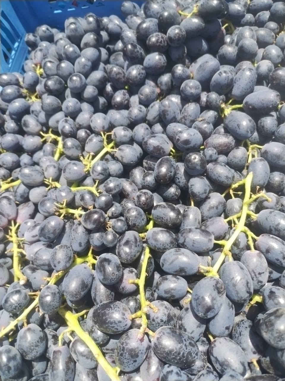 اللهم صل على محمد وآل محمد 
مسواك علوة البركه

اليوم 5/٢١
يوجد خدمه توصيل 

عنوانة الكاظمية المحيط/ قرب فندق كناري 
أهلاً وسهلاً بكم


**إذا كنت صاحب هذا الإعلان وتريد حذفه لأي سبب، رجاءا أرسل رسالة إلى الدعم الفني**