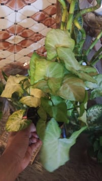 نباتات ضلية • حجز • مراسلة خاص