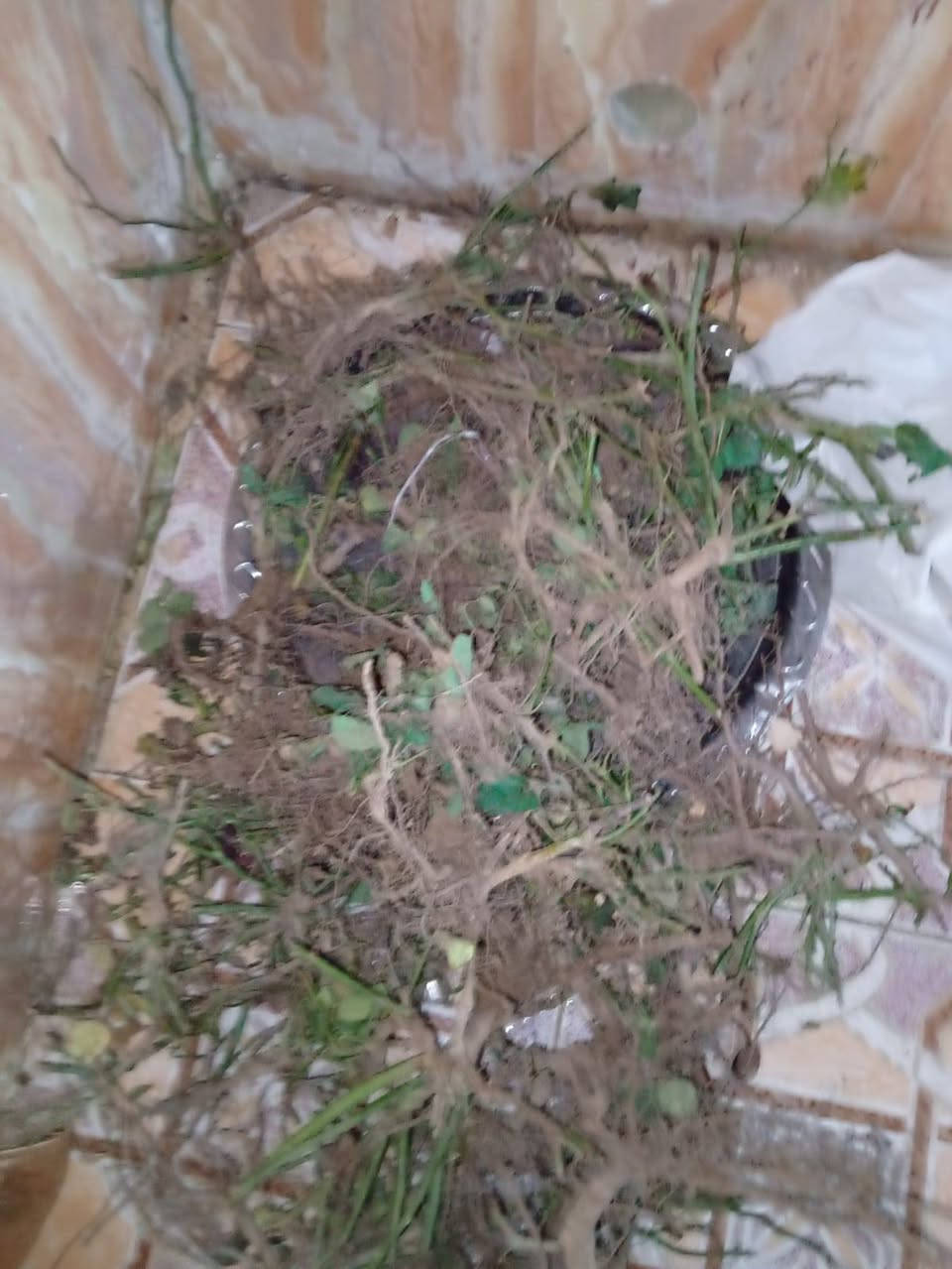 بسم الله الرحمن الرحيم 
يسر مشتل ان يعلن لكم عن توفر ورد جوري تنخيل 5الوان وسلطاني عطري مختلط مقلمه ومنضفه وجاهزه للزراعه بلتربه مباشرتا كما مبين بلصور 
مشتل الزهراء في ميسان العماره بستان دور النفط شارع مقبره الصابئه قرب جملونات بيت العنتاكي للدواشك والحصران داخل الفرع 
،***********
***********
