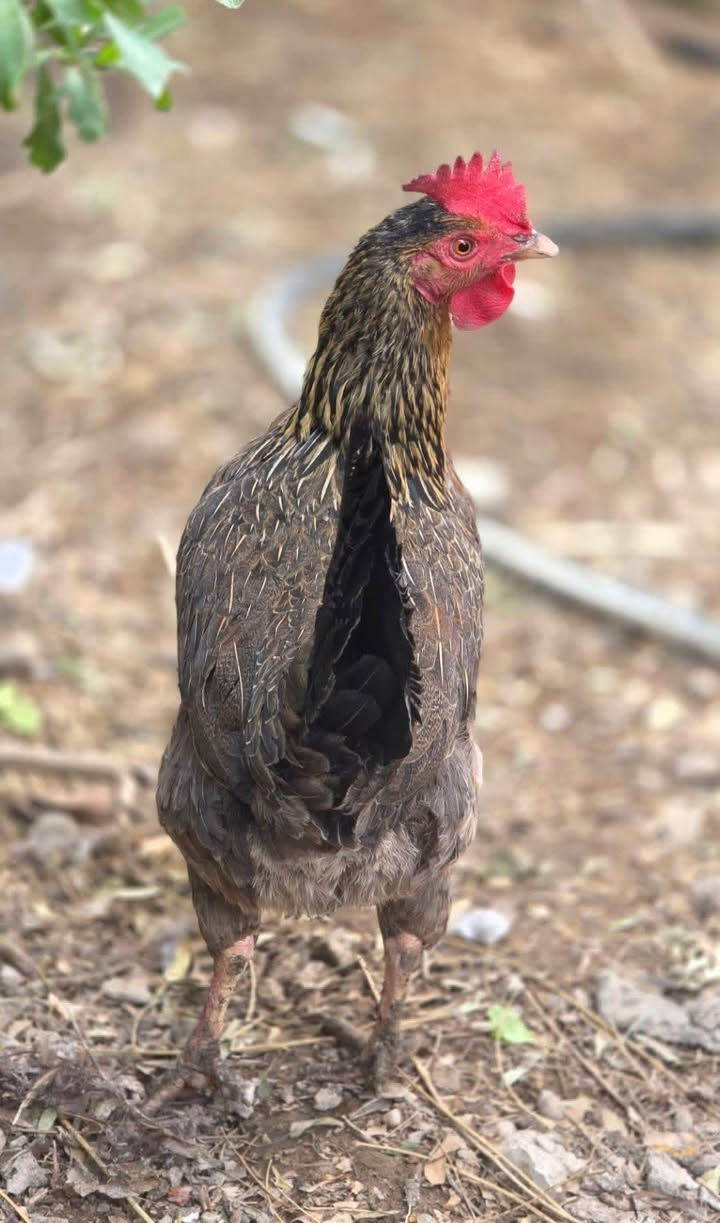 السلام عليكم حبايب عندي بيض للبيع مال هذا الحلال شراي يتصل ع هذا رقم ***********🐣🐔🐓
