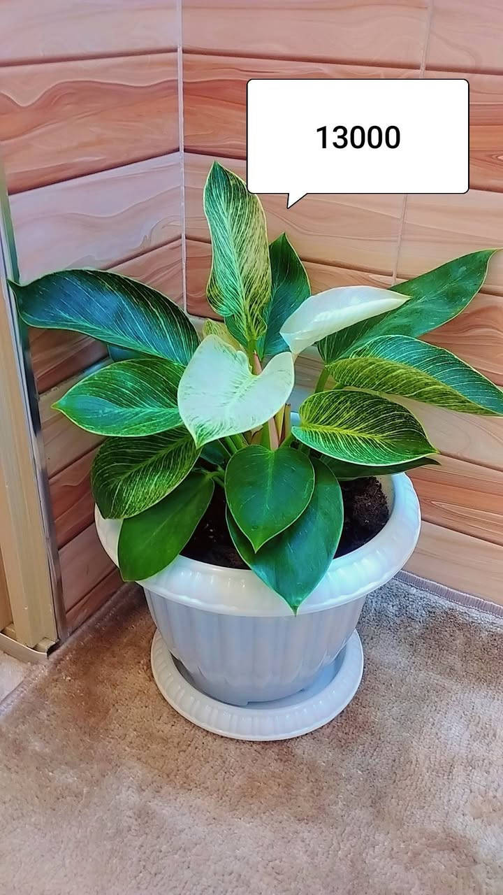 نباتات للبيع


**إذا كنت صاحب هذا الإعلان وتريد حذفه لأي سبب، رجاءا أرسل رسالة إلى الدعم الفني**