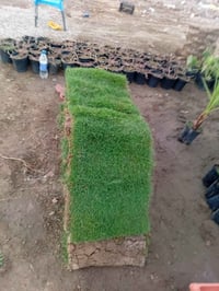 ثيل هندي • درجة أولى • توصيل