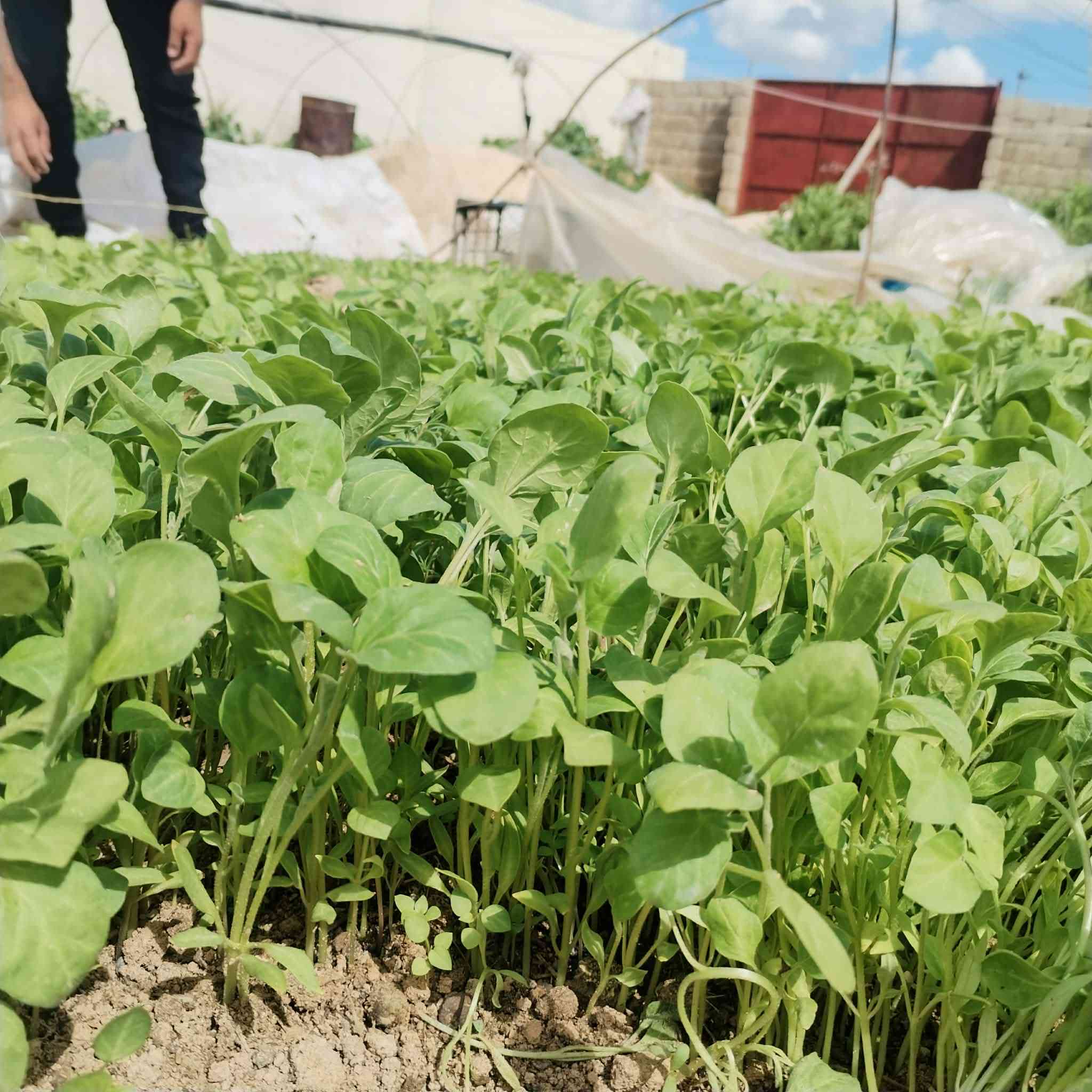 السلام عليكم
يوجد شتل بيذنجان للبيع
توليد (الرافدين)
المكان قريه العباس والنجفيه
لتواصل ***********
