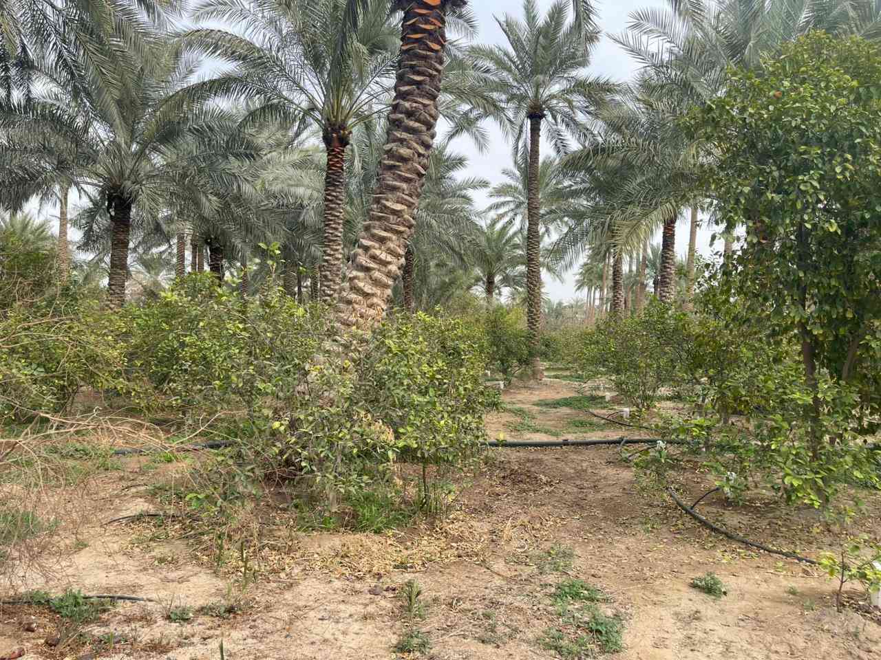 بستان مساحته 5 دونم  .فيها اكثر من 220 نخلة بكافة أنواع النخيل من البرحي و الزهدي و الخستاوي و الحمراوي و السلطاني و حمرة جبل و بلگة و مكتوم و مطوگ كربلاء و غيرها من أنواع النخيل 
.اكثر من 500 شجرة ( برتقال كربلاء الشهير ، ليمون كربلاء ، نارنج ، لالنگي ، رمان يمني ، عرموط ، النبگ ، خرمالو ، تين ، عنب ) و غيرها 
. حوض صالح لتربية الأسماك ( حجمه تقريبا 40 الف متر مكعب ) 
. أقفاص صالحة لتربية كافة أنواع الحيوانات كالدجاج و البط و الغزلان و النعام و المواشي
. منظومة تقطير لسقي جميع الاشجار
. ثلاث أضلاع من اصل اربعة أضلاع من الارض مزروعة بأشجار التين الابيض 
. دار استراحة مساحته 115 متر تقريبا يحتوي على مطبخ و صالة و مضيف و غرفة نوم و مجموعة صحية داخلية و خارجية
1- مدخل يقع على شارع رئيسي تبليط يبعد مسافة عنه تقريبا 60 - 70 متر و عرض الشارع تقريبا 8 متر
2- العنوان،، كربلاء منطقة الزبيلية شارع الرابط قرب مجمع ابن حلوه طابو سند 25 سند مستقل /للاستفسار اكثر الاتصال على الرقم ***********
