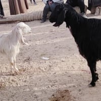 عنز شرط • حامل ٤ أشهر • مكان حديثه