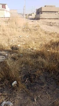 المسيب • ٢٠٠م • زراعي