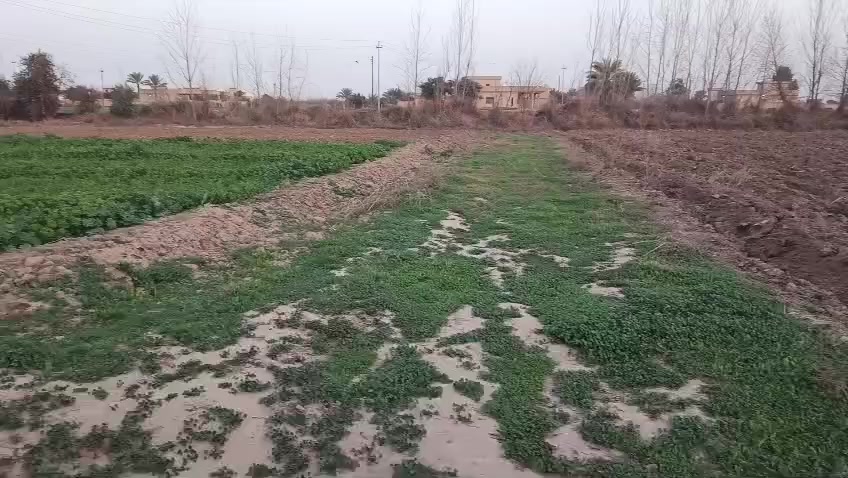 السلام عليكم گاع زراعيه المساحه ٣ دوانم اله ثلث كهرباء وبير كامل الموقع البعيجي قرب الجسر للأستفسار ***********
