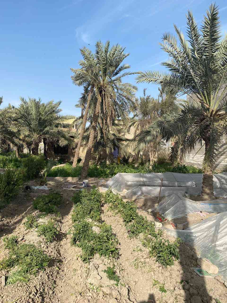 بستان في السراجي  مع دار كبير 300م لبيع مساحه الكليه 1800م الاستفسار عبر الارقام ***********
***********
