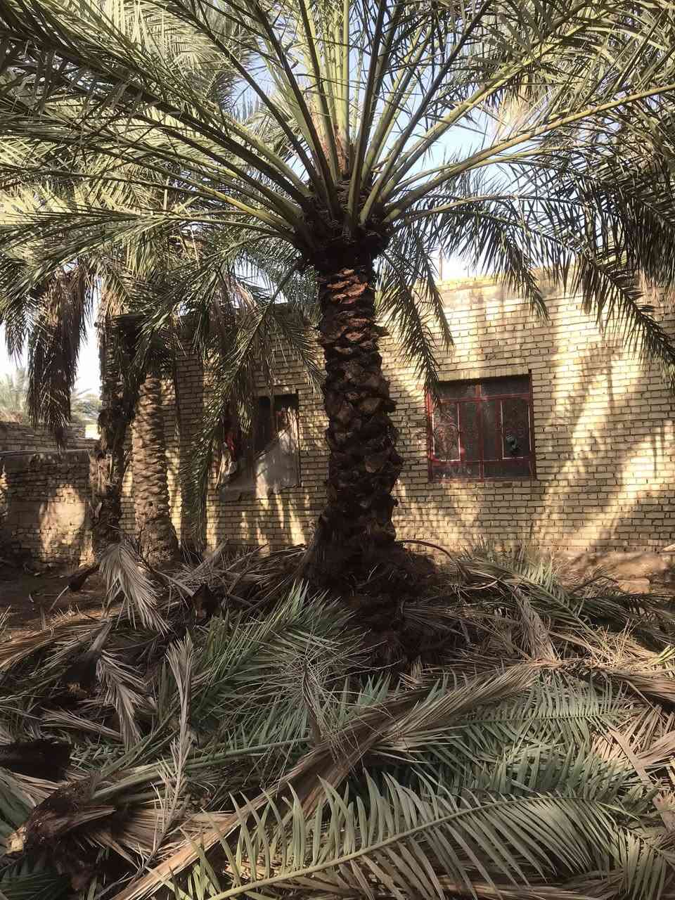 اللهم صلي على محمد وال محمد
السلام عليكم يوجد كادر كامل لترتيب الحدائق وزراعه الثيل وتكريب النخيل وتجميل النخيل وكص الاشجار وزراعت الورود والاشجار الاستفسار مراسله الصفحه او الاتصال ع الرقم ***********او ***********
