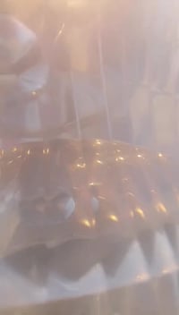 درجه سكنس نثيه  ياباني كفاله عامه بيه كلج خلفي رياضي لحد يكسر بيه سعره...