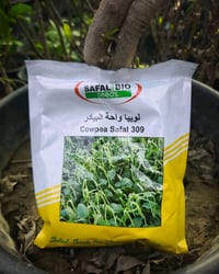 متوفر بذور لوبيا  البيادر☘️ غزاره في الإنتاج تحمل الحراره مقاومة للامر...