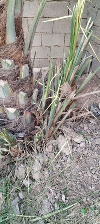 متوفر فسائل خضراوي مندلي وخضراوي بصره وتبرزل للبيع للاستفسار الاتصال ع...