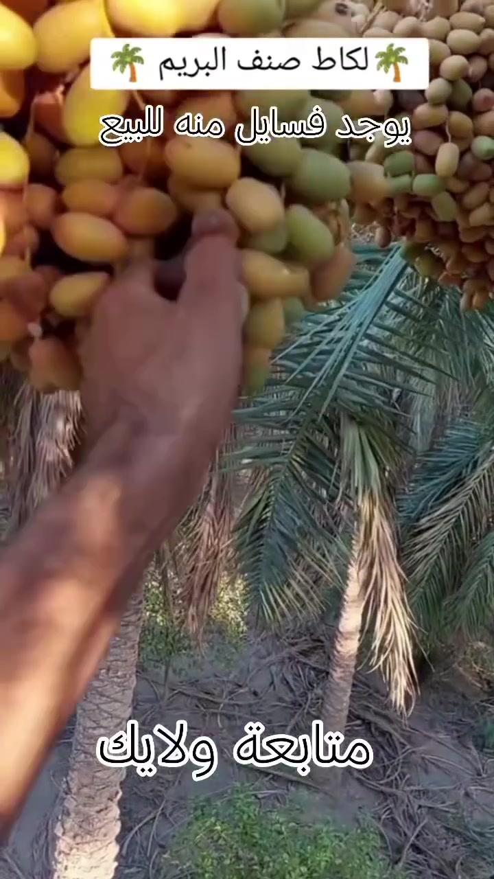 يوجد فسايل بريم اصفر للبيع  واسط قضاء الصويرة للاستفسار 
***********
