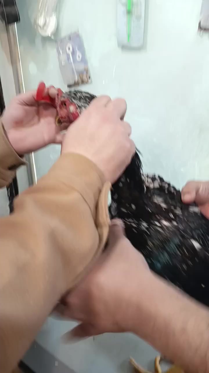 السلام عليكم وتحية طيبة للجميع ❤️
جيناكم بالطريقة الصحيحة لتركيب نضارات الدجاج 

🔴أبرز فوائد نظارات الدجاج:

1)الحد من السلوك العدواني: تمنع الدجاج من رؤية بعضهم البعض بوضوح، مما يقلل بشكل كبير من النقر المتبادل، نتف الريش، وافتراس الدجاج لبعضه.

2)حماية صحة القطيع: تقلل الإصابات والجروح والعدوى الناتجة عن النقر المستمر، مما يحافظ على سلامة الجلد والريش.

3)زيادة الإنتاجية: بما أن الدجاج يصبح أكثر هدوءاً وأقل إجهاداً، فإن ذلك ينعكس إيجابياً على إنتاج البيض وجودته، ويقلل من ظاهرة كسر البيض.

4)الحد من الإجهاد: تخلق بيئة أكثر هدوءاً وتقلل من التوتر داخل قن الدجاج.
د. زكي وسام 
عيادة تودي البيطرية Today vet clinic 
للاستفسار 
***********
***********
