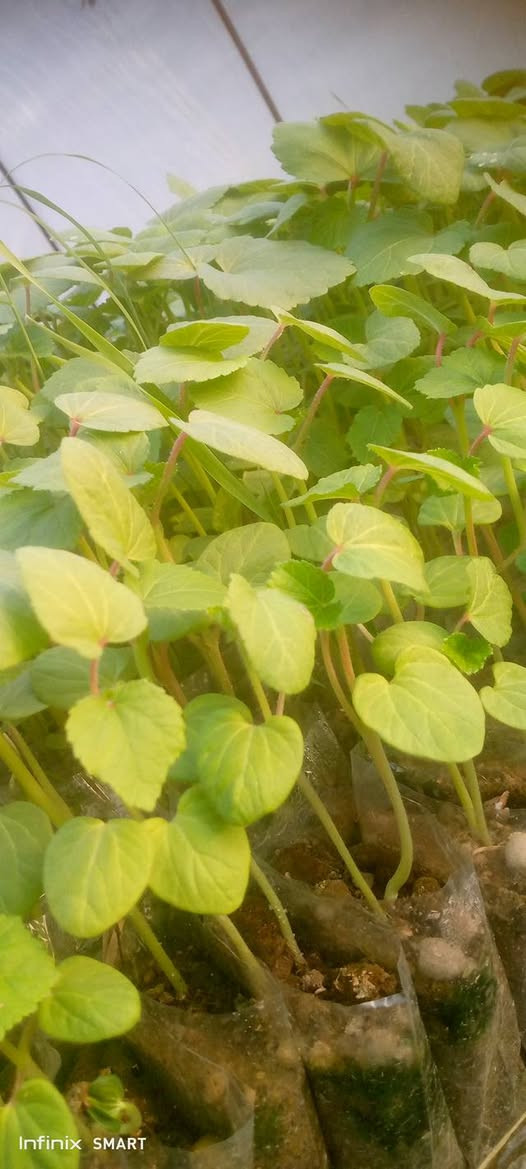 سلام عليكم  يوجد دايات بانيه وبيذنجان وطماطه كويسه  درجه ارلى للستفسار تصل *********** المكان ديوانيه
